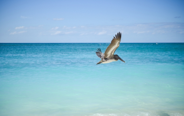 This is a bird 